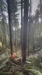 It takes real skill — and respect — to drop a #tree clean like this. Timber fallers are some of the most dialed-in #workers out there. But these #trades are getting harder to find. If we don’t keep training the next #generation…we really might be the last of our kind. Let’s keep this #industry alive and strong. •••• #logging #logginglife #loggersworldwide #timber #pnw #loggerup #forestry #loggingequipment #logger #dirtyhandscleanmoney #timberfaller #timberfelling #bluecollar #bluecollarlife #har