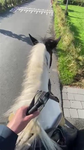 en promenade #horse #chevaux #equestrian #riding #flop #riding#viralshorts #france