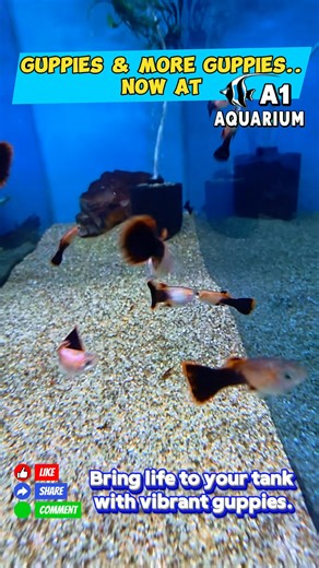 Guppies – Small Fish, Big Colour! Bring your tank to life with vibrant guppies in every shade imaginable. These hardy, easy-care fish are perfect for beginners and experienced keepers alike. From bold blues to fiery reds, there’s a guppy for every style of aquarium. Come in and see what amazing colours are available today! 🗓️ Open daily from 9am 📍 Shop 4, 158 Duckworth Street, Garbutt QLD 📞 4775 2133 🌐 www.a1aquariumworld.com.au #A1AquariumWorld #Guppies #TropicalFish #AquariumFish #Freshwat