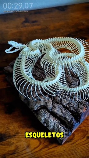 Beetles that clean animal skeletons