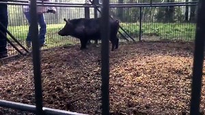 Automatic cow crazy Machine milking intelligent Technology Intelligent farm sheep shearing pig