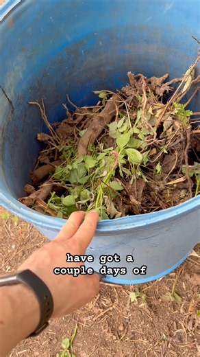 Making a liquid fertiliser from the allotment brambles #garden #allotment #liquidfertilizer