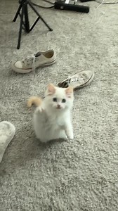 Little miss Apple throwing paws | Pearl's Ragdolls