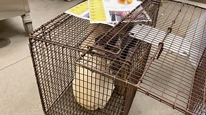 41K views · 946 reactions | Help needed! We have taken in 45 dogs,...