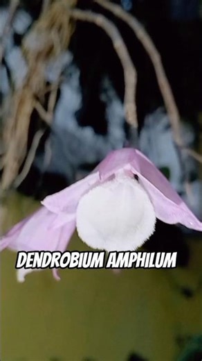 DENDROBIUM AMPHILUM, BLOOMING IN THE AFTERNOON #orchid #orchid #nature