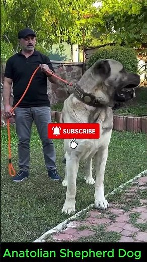 Anatolian Shepherd Dog - The Most Powerful Guardian! 🐾