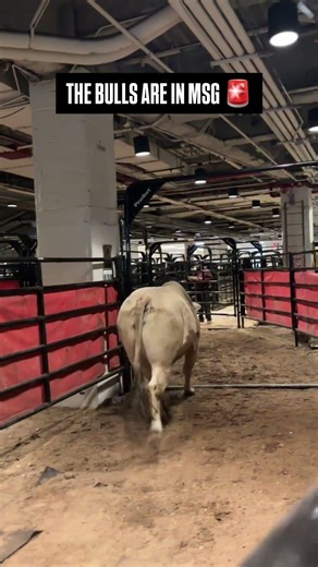 Our bovine athletes are loaded up and ready to buck in ‪@MadisonSquareGarden‬ 🐂
