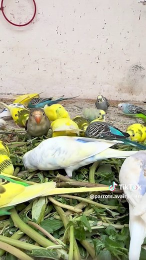 Parakeets Singing: Heartwarming Moments from a Budgie Colony