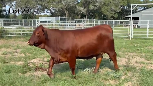 ⭐️MADE RIGHT, BRED RIGHT!⭐️ The heart of the Beefmaster breed lies in classic maternal cattle backed by generations of proven cow families and this iconic beauty displays the very best around! Rocking RB masterfully blended Diamond Maiden and Oasis with a double shot of Bengal Baby to create maternal perfection. A stringent evaluation of this masterpiece will show long flowing lines, incredible depth of body, and smooth feminine front complimented with top tier EPD’s and performance! LOT 22 ⭐️ R