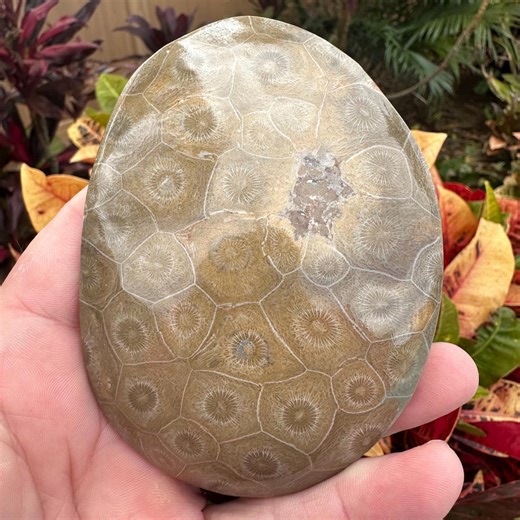 Fossil Coral Display Piece | Prehistoric Reef Fossil | Collector Item - Etsy