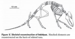 Indohyus - Alchetron, The Free Social Encyclopedia