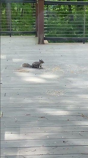 Scaredy... squirrel?