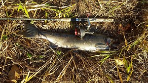 How did the mysterious, delicious coho salmon arrive in the North Santiam River?