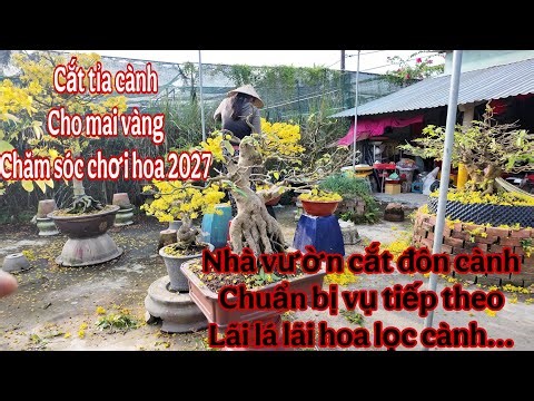 Pruning the branches of the yellow apricot blossom tree after the Lunar New Year, and caring for ...