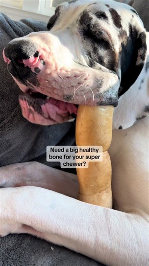 These beef cheek rolls last frank so long and don’t mess up his stomach! ##dogbone##superchewer##dogdiet##enrichment##tiktokshopcreatorpicks