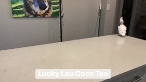 23K views · 2.9K reactions | Coco says Don’t Worry ~~~ Second Edition  Follow our IG and YT channels! https://www.youtube.com/channel/UC77MIOgaAxyCpA8Q-g2c25Q https://www.instagram.com/luckyloucocotoo | Lucky Lou and Coco Too | Facebook