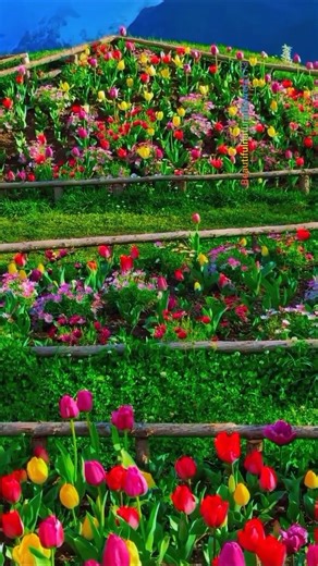 "Relax with Spring Flowers 🌷 Peaceful Nature Moments"