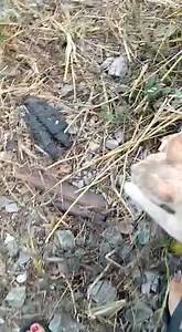 22 reactions · 13 shares | Caso Externo Recuerdan a la gatita que...