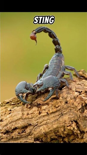 The World's Most Terrifying Scorpion! 🦂😱 #wildlife #animals #youtubeshorts #facts