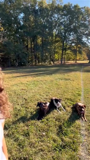 25 reactions · 6 comments |  ATTENTION DOG OWNERS FED UP WITH BAD...