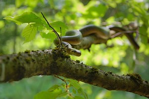 Meet the enormous rat-eating snake hiding in London trees