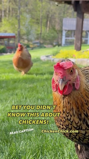 Cool Chicken Flight Adaptations! Chickens have evolved in ways that make them lighter to facilitate flight, for example: 👉They cancelled their group dental plan (tooth enamel weighs you down, to say nothing of the co-pays!) 👉Some of their bones are hollow. 👉 Pregnancy? No thanks. They lay eggs to gestate externally. 👉Dine-and-dash. They digest food in approx. 2-3 hours from intake to off-loading. 👉They utilize feathers instead of fat for their primary insulation mechanism. Follow along for