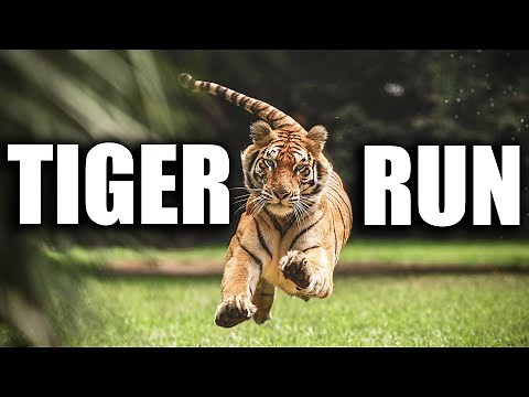 One Year Old Tigers Learning How to Run at Full Speed | Myrtle Beach Safari