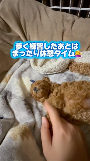沢山歩く練習したあとは、しっかり休憩😊#toypoodlepuppy #トイプードルパピー #toypoodle #子犬 #多頭飼い