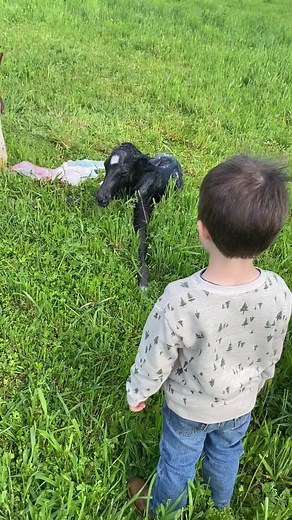 We were blessed with a beautiful blue roan stud colt this morning for Fynn’s birthday! #7kperformancehorses #justfirestallion #blueroan #happybirthday | 7k Performance Horses