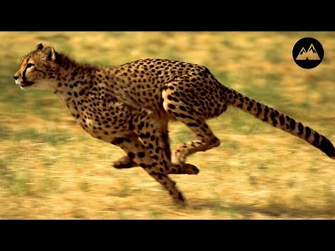 Top 10 Fastest Animals in the World