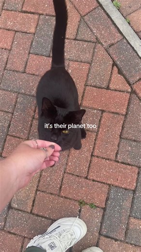 The Importance of Conservation for Nature and Animals