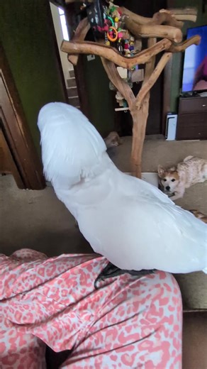 Furby the Birb's Playful Day with Simba and Nala