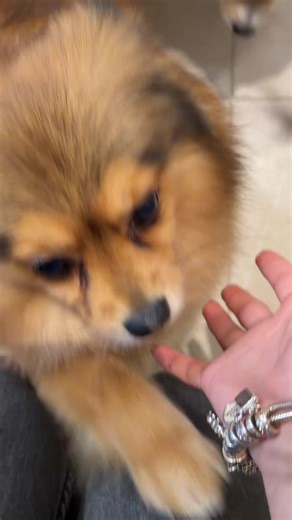 Video de Isaa 💗 (@grwm._isaaa) relacionado con “isa grwm de gordita”