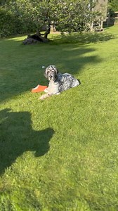 22K views · 407 reactions | The Daily Hobson on Reels | Facebook