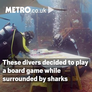 Play a board game, but make it extreme ♟️🦈 | Metro