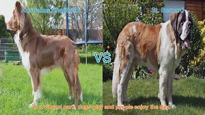 Australian Shepherd vs. St. Bernard: A Breed Comparison