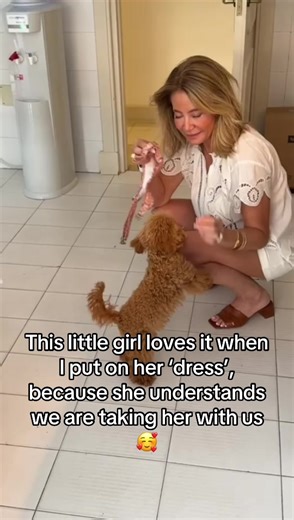 Suki the Toy Poodle's Adorable Dress Moments