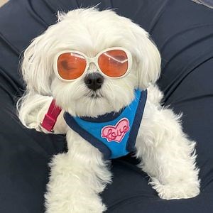 [Hot Item] Trendy Cotton Dog Apparel for All Seasons and Occasions