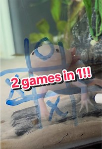 Axolotl Tic Tac Toe: Kiwi’s Chaotic Double Win