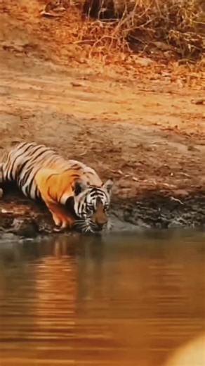 Jungle Story on Instagram: "In Japan, researchers are using smart walkways to turn everyday activities into clean energy 4. These roads are embedded with special piezoelectric material that can collect kinetic energy from pedestrians' footsteps. When people walk, run or jump, the road surface is slightly deformed, creating mechanical pressure. Piezoelectric crystals convert this pressure into electrical energy. This energy can be used to illuminate street lights, power public displays, and even