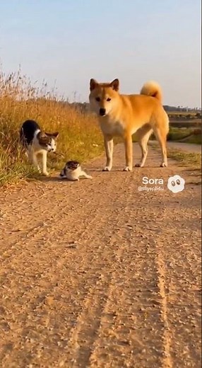 Dog Instantly Regrets Barking at This Kitten After It Fainted!