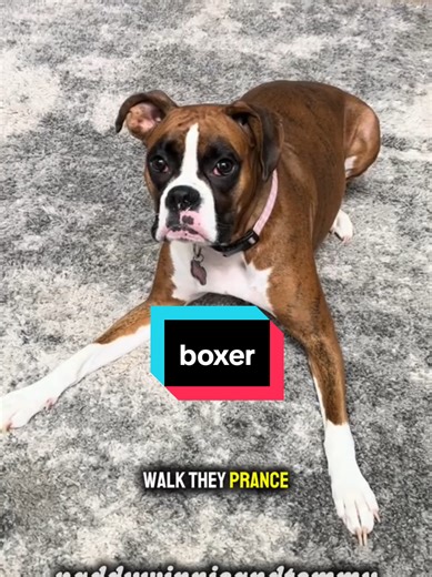 Discover the Joyful Nature of Boxer Dogs