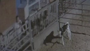 Calf shot with arrows, stolen from Langley farm