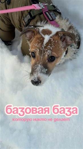 2 minutes of your time after a walk and the paws and tail will be fine! ❤️ foam on vb #248237382