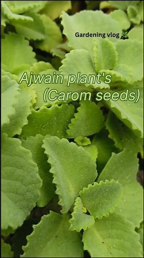 🌿 Ajwain Plant Care & Benefits | Easy Kitchen Gardening at Home 🏡 | Gardening Vlog #shorts #viral