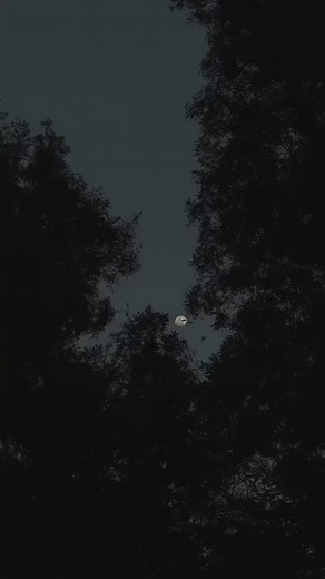 dreamyvibes on TikTok