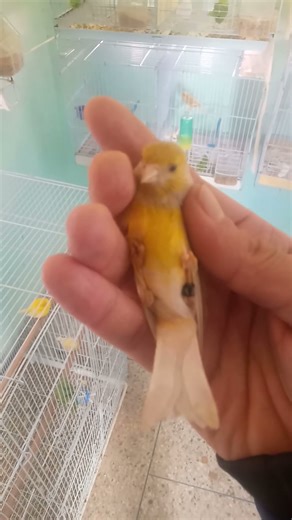 #birds #canari #raza#espagnole #birdsounds