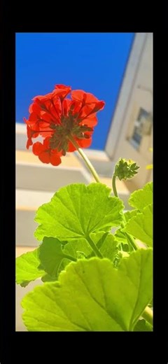 ‪@-earth.plants-animals‬ Pelargonium inquinans,scarlet geranium,barbaroz e kuqe e ndezur