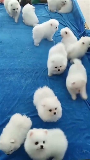Cute Puppy Moments That Will Melt Your Heart ❤️ | Funny & Adorable Dog