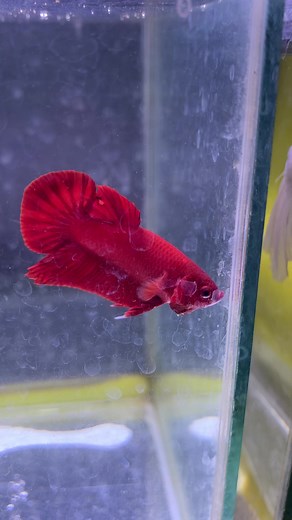Super Red Spade Tail Betta Fish #betta #bettaphilippines🇵🇭 #fypシ゚ #bettafish